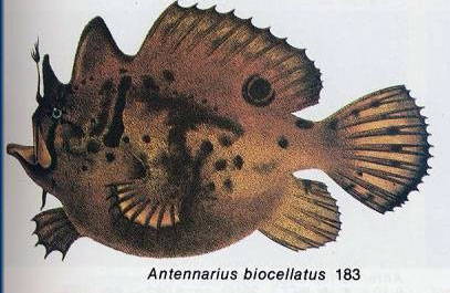 Antennarius biocellatus